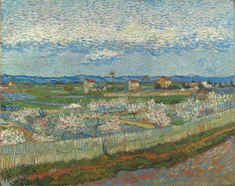 La Crau With Peach Trees In Blossom